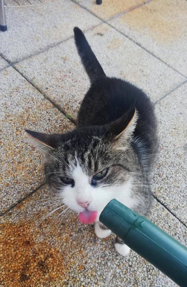 potret tingkah aneh kucing pas lagi minum (reddit.com/user/juniperzz)