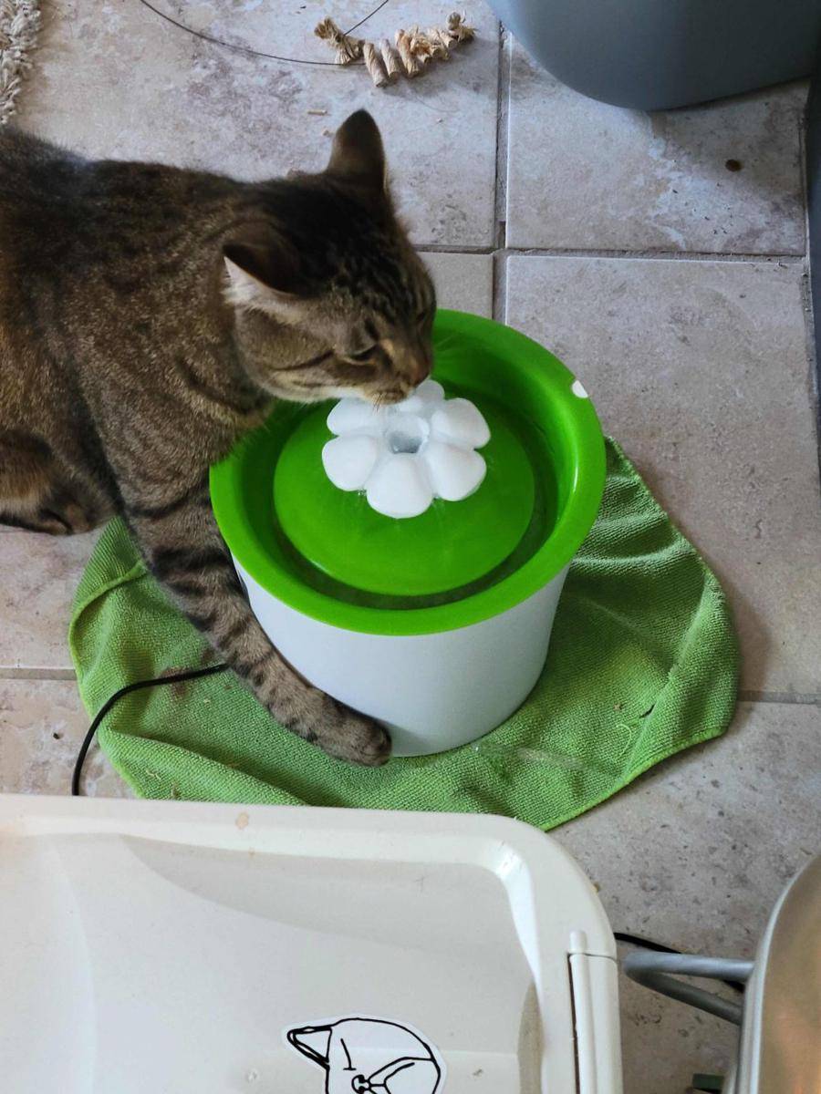 potret tingkah aneh kucing pas lagi minum (reddit.com/user/arnb1010)