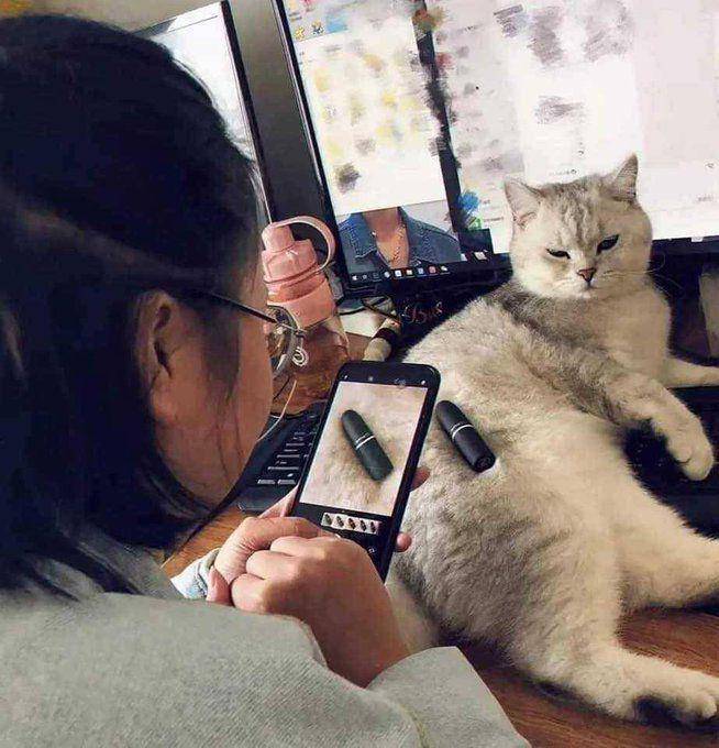 Potret rajin kucing bantu pekerjaan mbabu (twitter.com/user/CatWorkers)