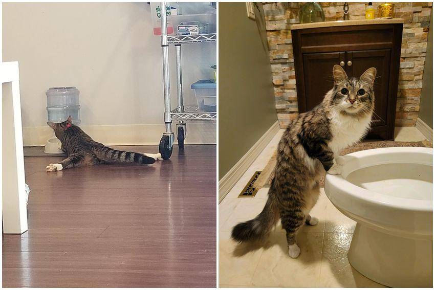 kolase potret tingkah aneh kucing pas lagi minum (reddit.com/user/Appy_ | reddit.com/user/netzach2351)