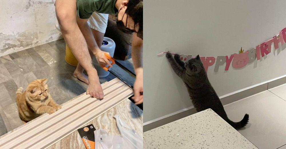12 Potret Kucing Rajin Bantu Pekerjaan Babunya, Tumben Gak Ngerusuh?