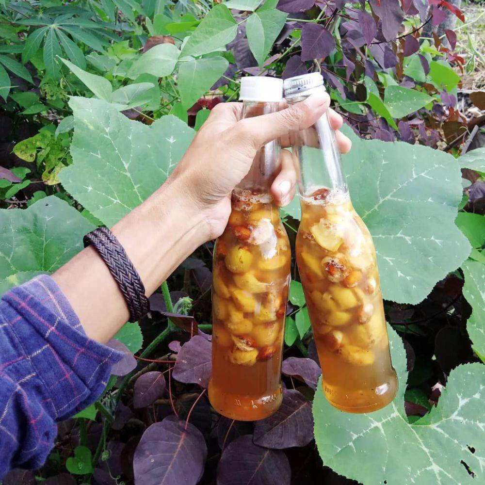 Ilustrasi sirup madu bawang jahe (instagram.com/dicky.senda)