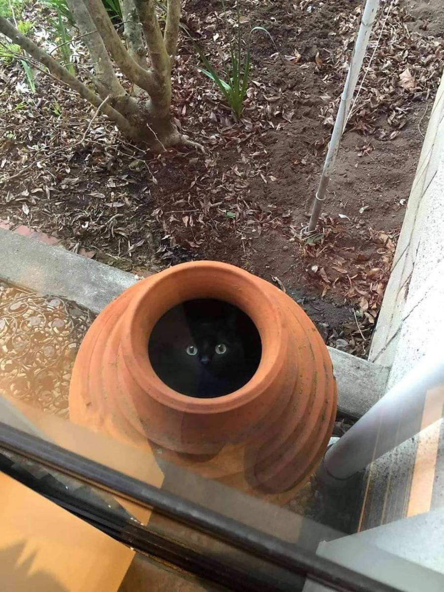 foto gemas kucing dengan vas bunga (reddit.com/user/leedade)