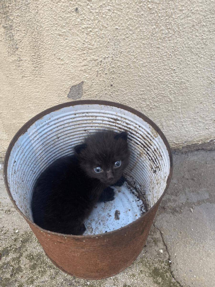 foto gemas kucing dengan vas bunga (reddit.com/user/doggopinkcum)