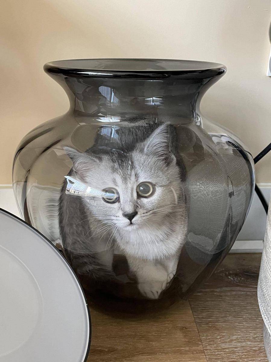foto gemas kucing dengan vas bunga (reddit.com/user/HyperText89)