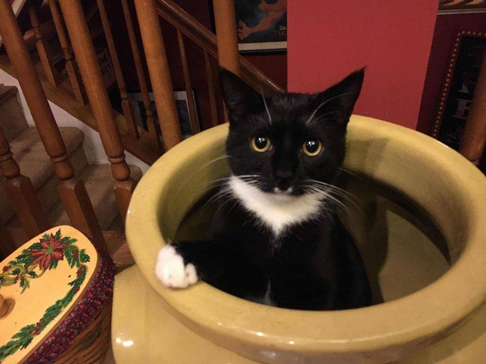 foto gemas kucing dengan vas bunga (reddit.com/user/TwoCatSlave)