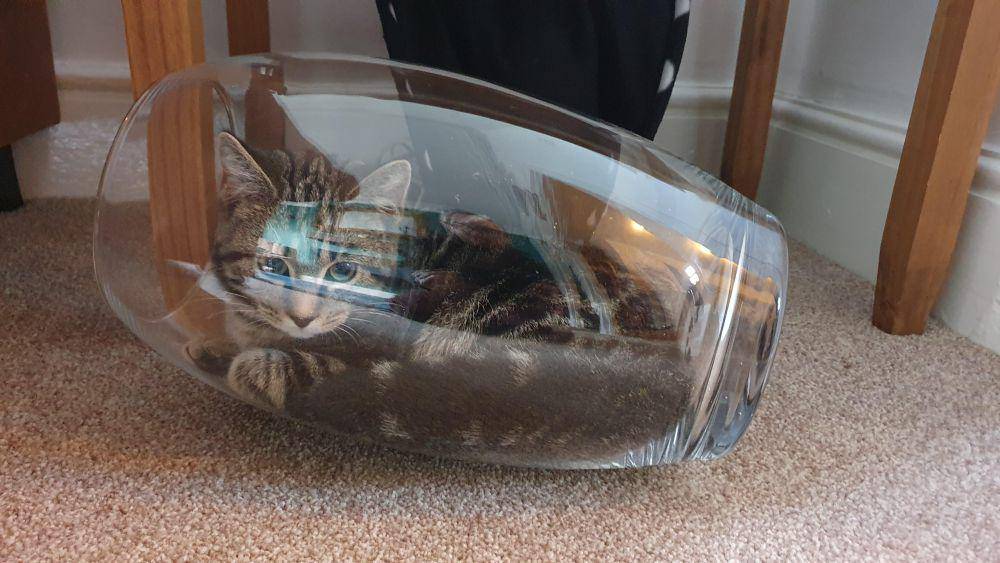 foto gemas kucing dengan vas bunga (reddit.com/user/Xanderwho)