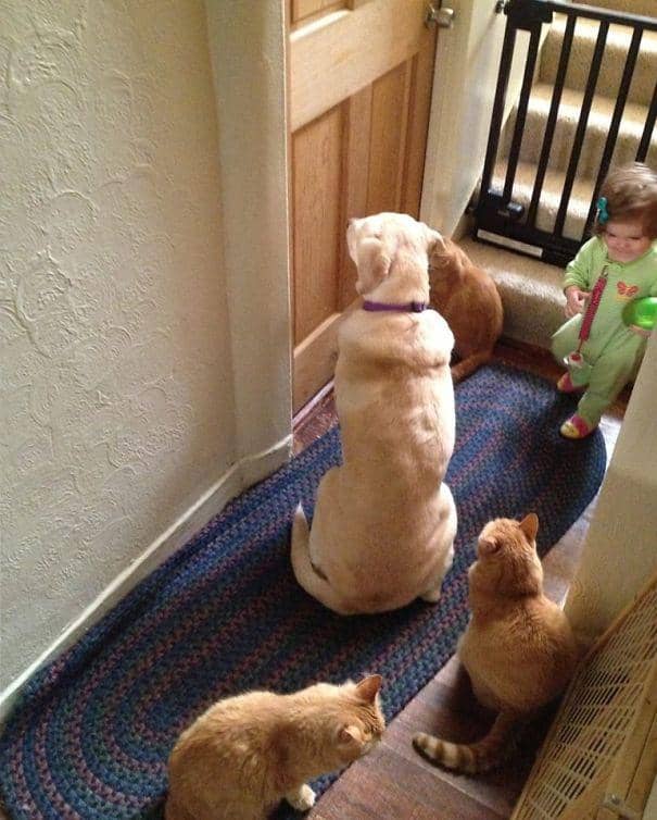 potret memelihara lebih dari dua hewan (imgur.com/JackScagnetti1)