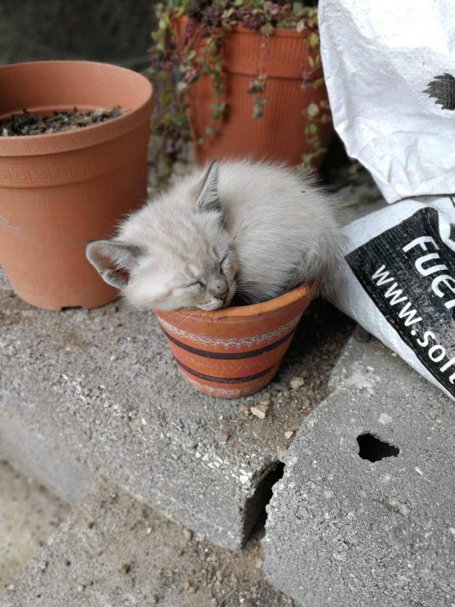 foto gemas kucing dengan vas bunga (reddit.com/user/marianamonteiro)