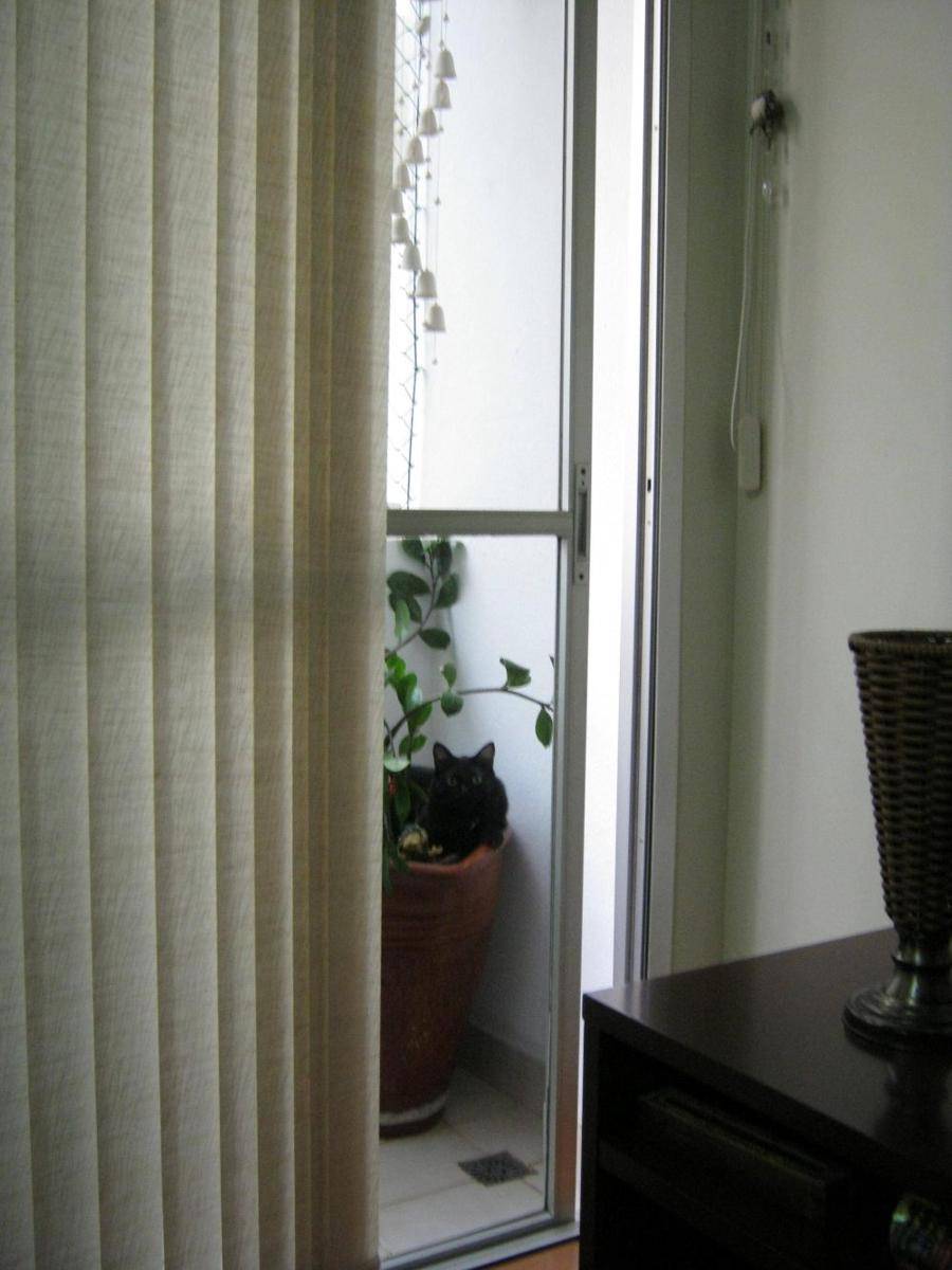 foto gemas kucing dengan vas bunga (reddit.com/r/cats)