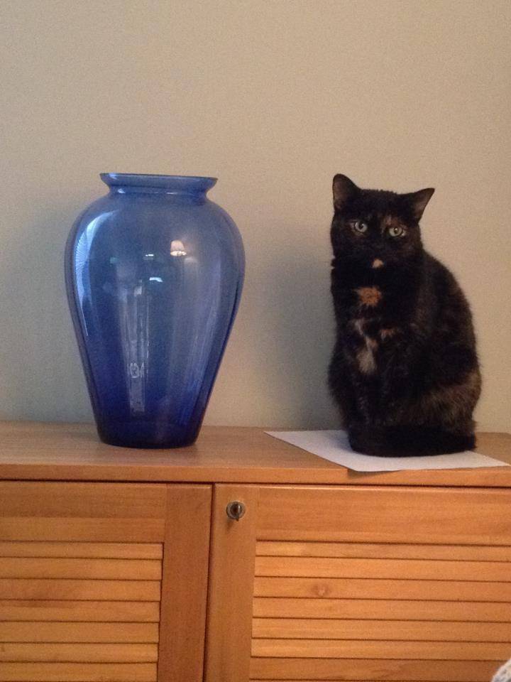 foto gemas kucing dengan vas bunga (reddit.com/user/avonscooper)