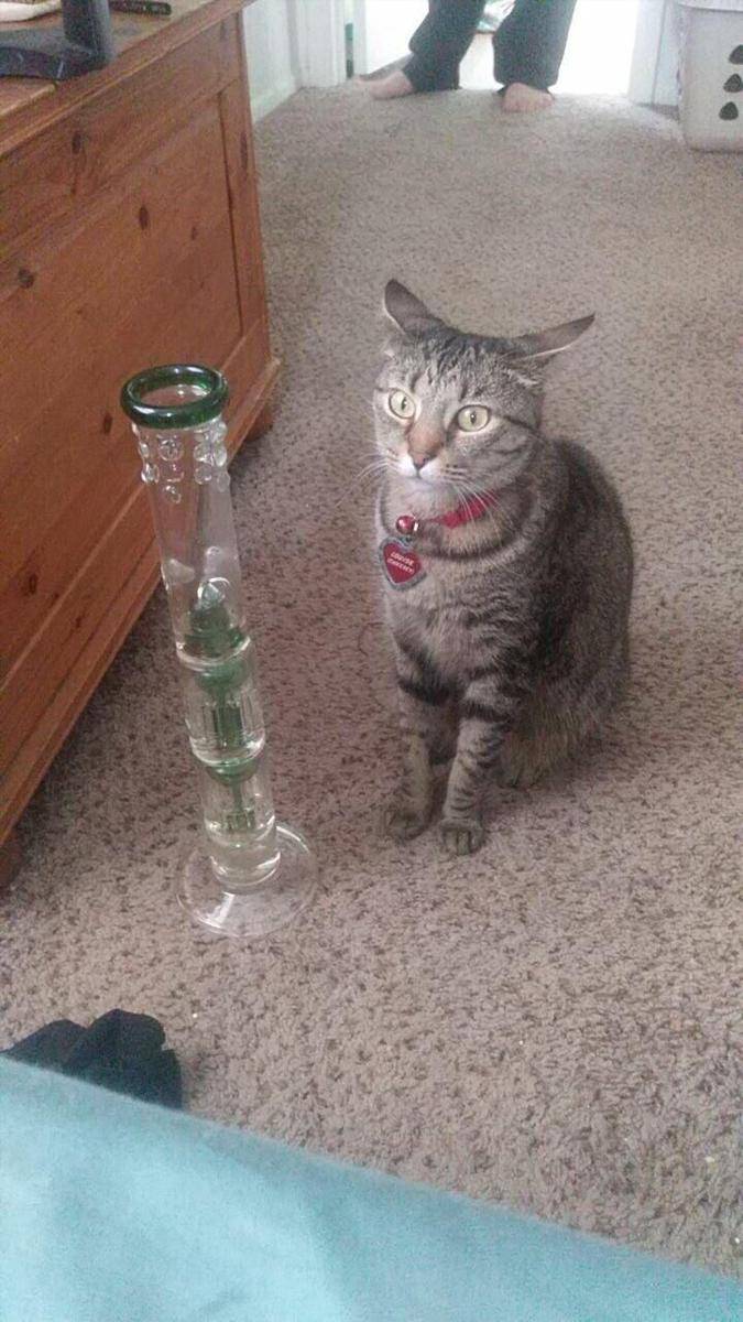 foto gemas kucing dengan vas bunga (reddit.com/r/cats)