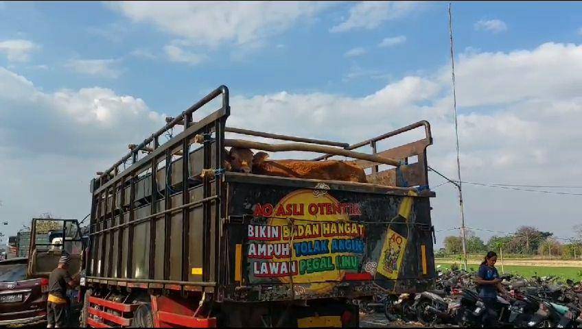 Truk berhenti untuk mengecek kondisi sapi/ IDN Times/ Riyanto