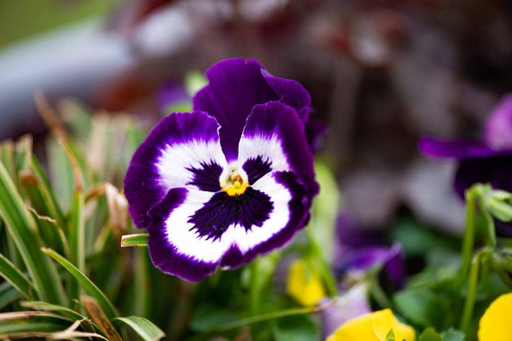 ilustrasi tanaman pansy (unsplash.com/@julieblake)