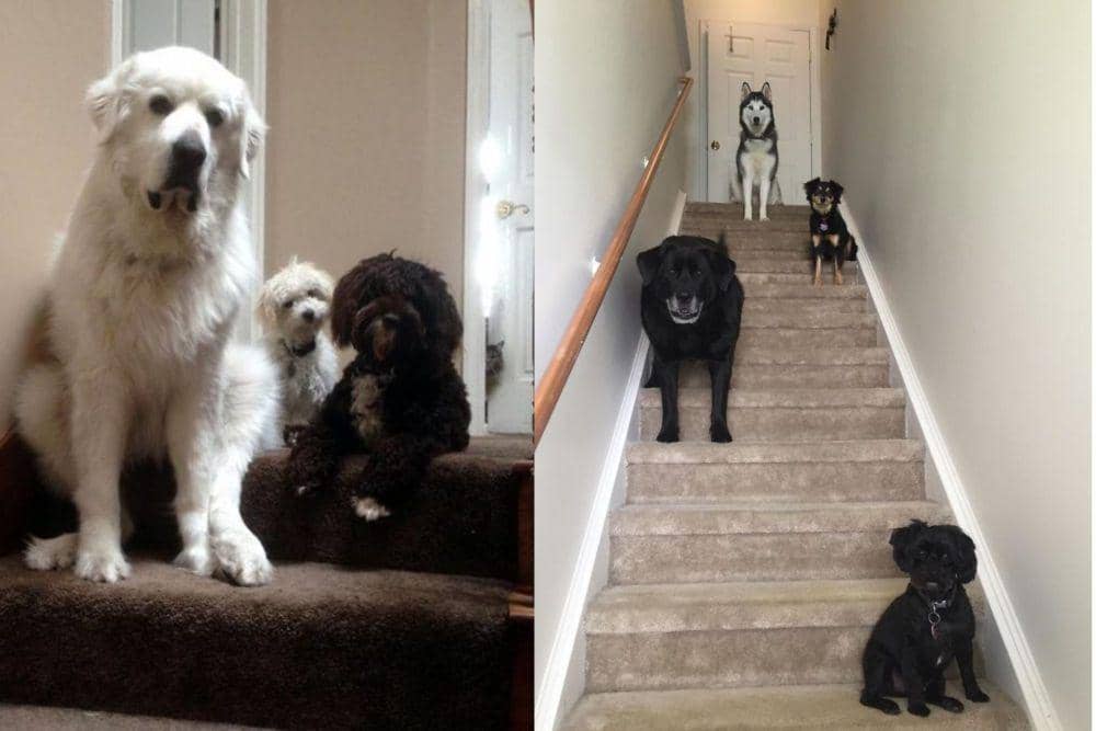 7 Momen Lucu Memelihara Banyak Hewan, Rumah Gak Pernah Sepi