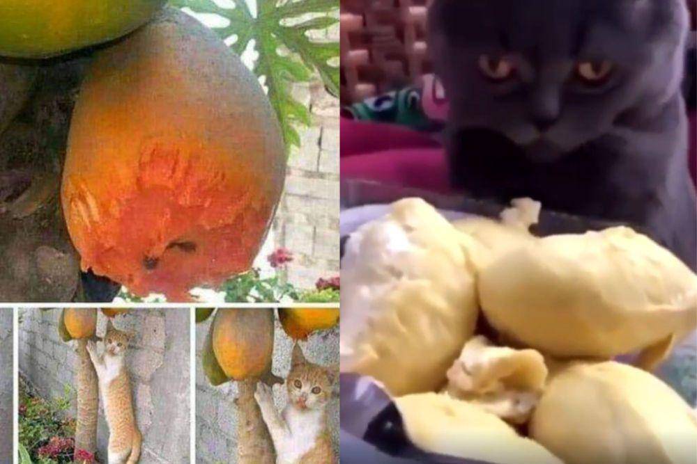kolase potret lucu kucing dan buah-buahan (reddit.com/TallAppeal3983 I reddit.com/cjthecookie)