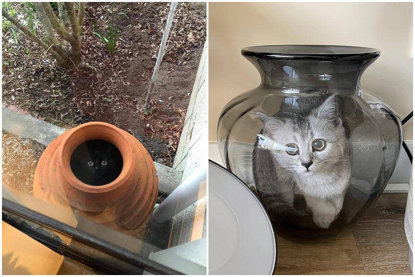 kolase foto gemas kucing dengan vas bunga (reddit.com/user/leedade | reddit.com/user/HyperText89)