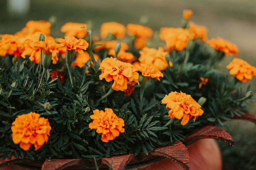 ilustrasi tanaman marigold (pexels.com/@g-gabriel-constantin-3907895)