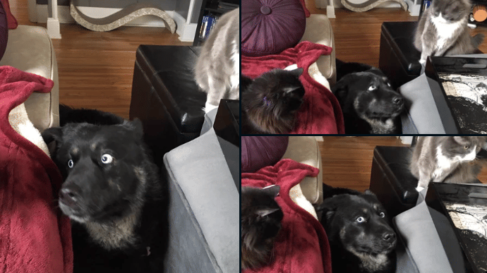 potret memelihara lebih dari dua hewan (twitter.com/cmpriest)