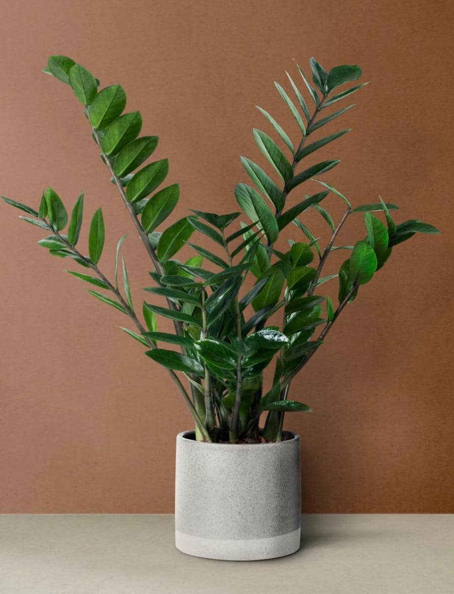ilustrasi ZZ plant