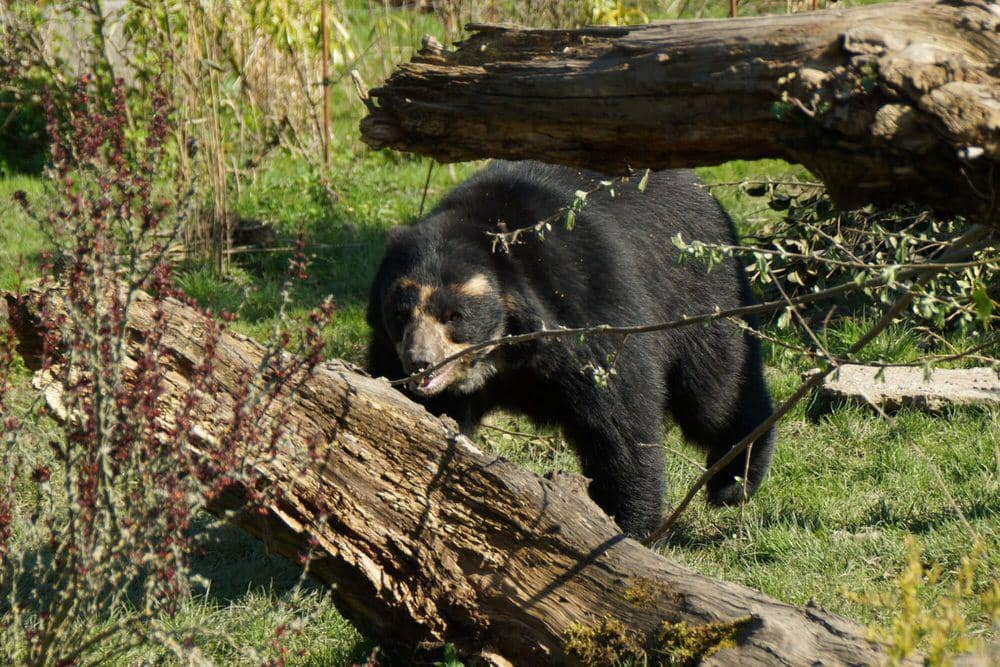 Beruang berkacamata (commons.m.wikimedia.org/Mike Pennington)