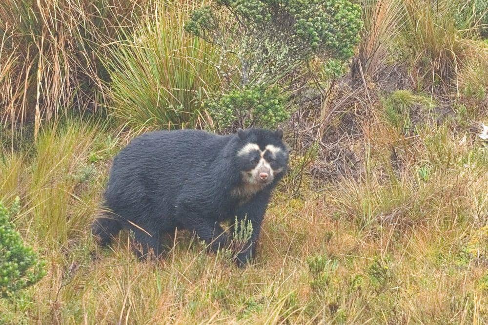 Beruang berkacamata (commons.m.wikimedia.org/Atitila Olah)