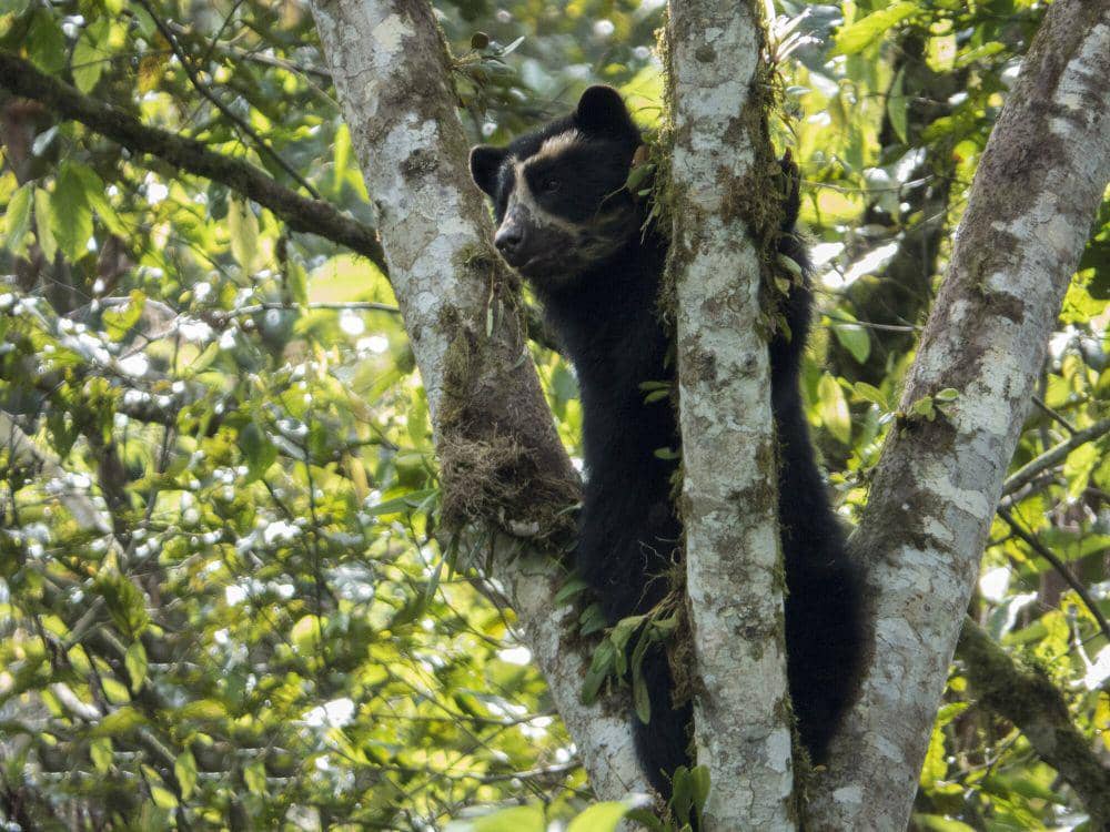 6 Fakta Beruang Berkacamata, si Pemalu yang Pandai Memanjat