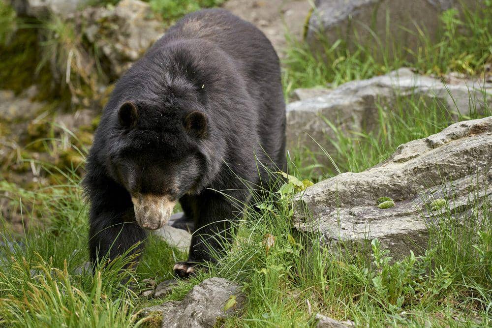 Beruang berkacamata (commons.m.wikimedia.org/Anil Oztas)