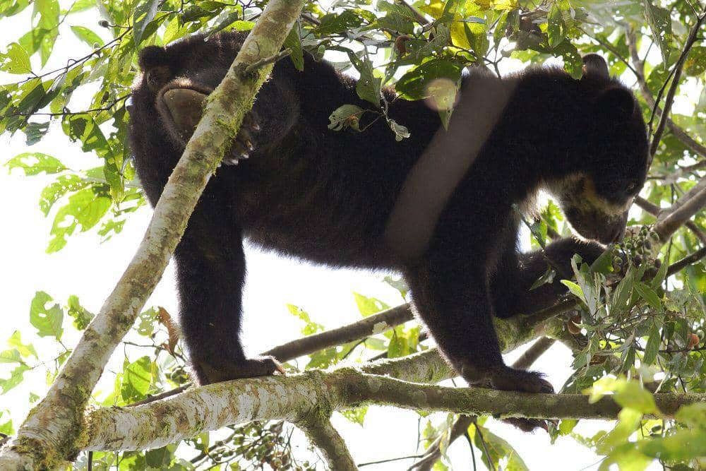 Beruang berkacamata (commons.m.wikimedia.org/Santiago Ron)