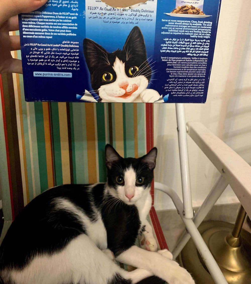 momen unik saat membeli makanan kucing (reddit.com/user/Normal-Ad115)