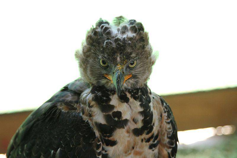 tampak dekat burung crowned eagle (commons.wikimedia.org/Jon Mountjoy)