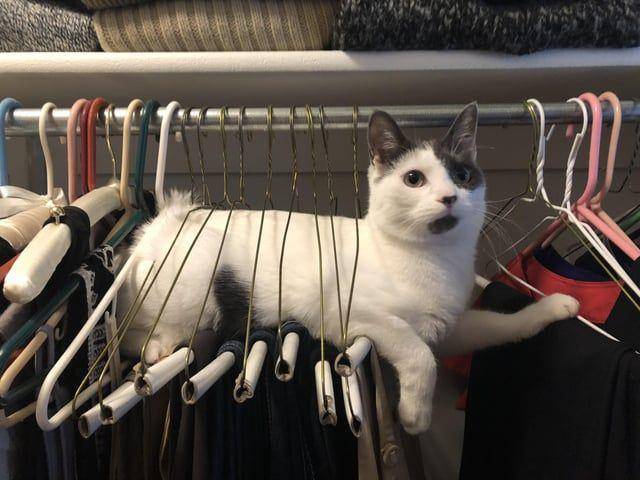 Foto kucing rebahan di tempat anti mainstream (reddit.com/user/ZZbrew)