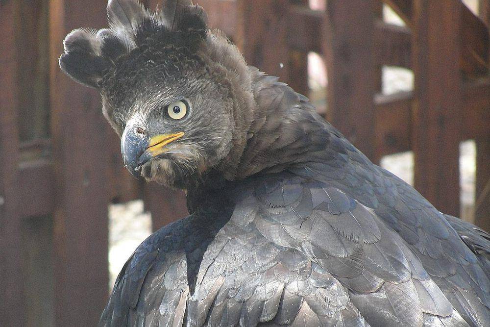 tampak dekat burung crowned eagle (commons.wikimedia.org/MATHIAS, M H)