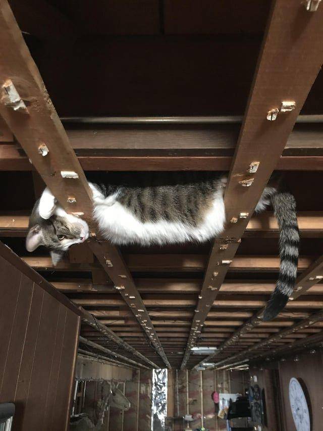 Foto kucing rebahan di tempat anti mainstream (reddit.com/user/proffie)