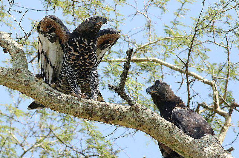 Sepasang burung crowned eagle bertengger di atas pohon. (commons.wikimedia.org/Derek Keats)