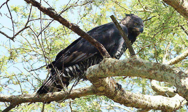 Burung crowned eagle bertengger di dahan pohon. (commons.wikimedia.org/Derek Keats)