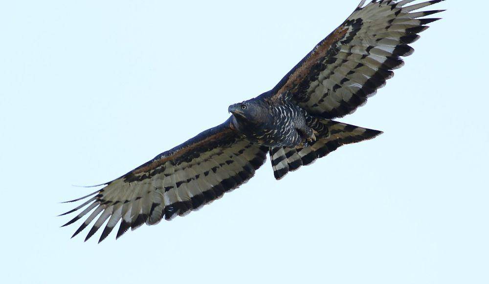 burung crowned eagle mengudara (commons.wikimedia.org/Derek Keats)