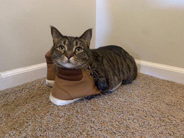 Foto kucing rebahan di tempat anti mainstream (reddit.com/user/GillyGooze)