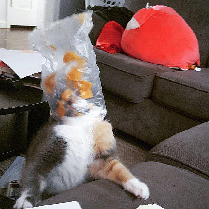 potret kucing kena karma pas cicip makanan hooman (reddit.com/BMOforlife)