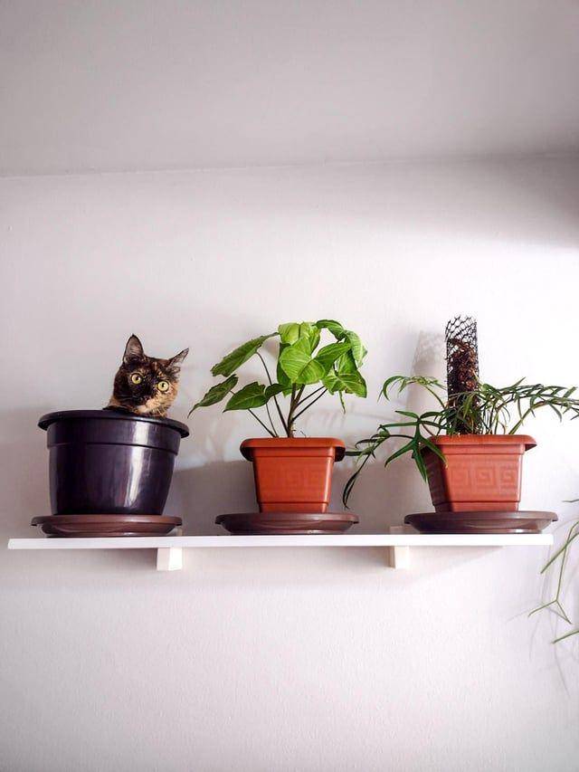 Foto kucing rebahan di tempat anti mainstream (reddit.com/user/Eriatlow)