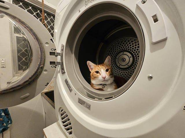 Foto kucing rebahan di tempat anti mainstream (reddit.com/user/izaac97)