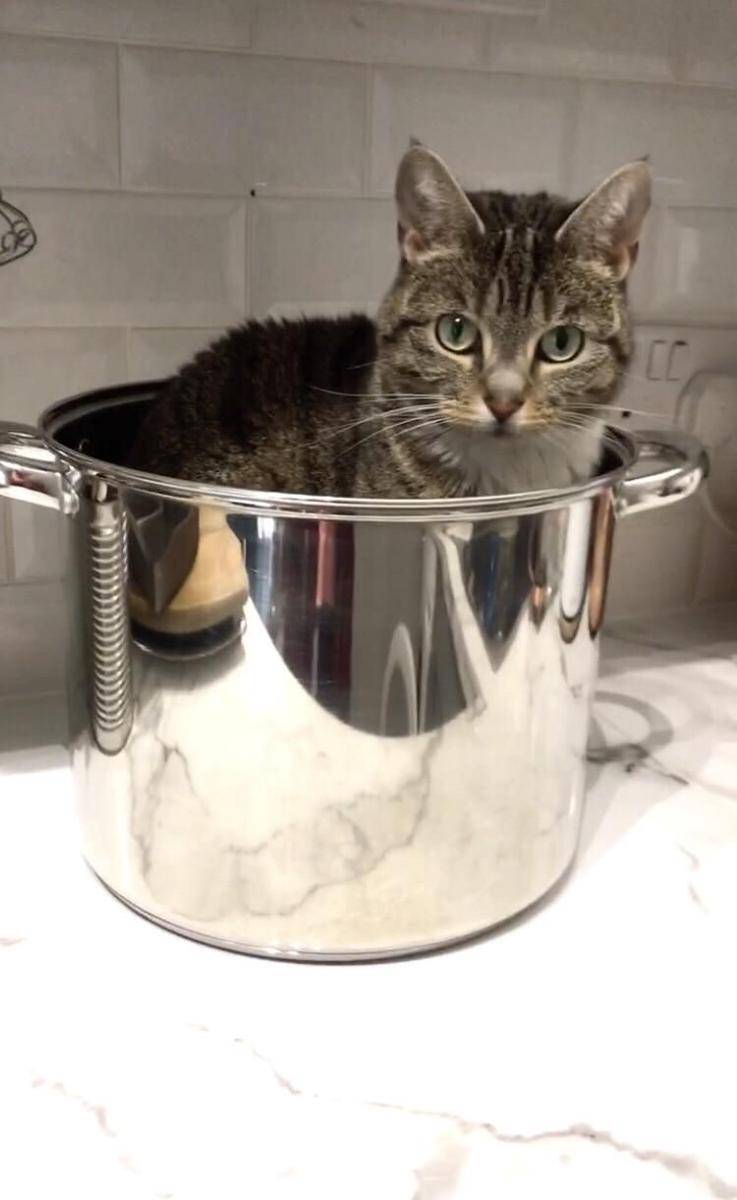 Foto kucing rebahan di tempat anti mainstream (reddit.com/user/2kittens-in-mittens)