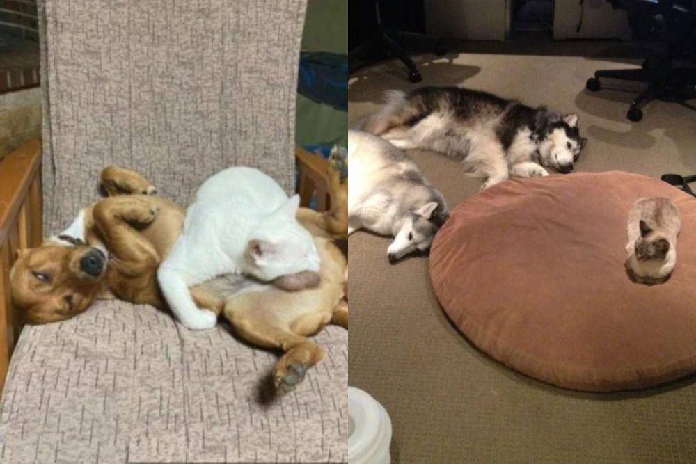 kolase drama anjing dan kucing rebutan tempat tidur (reddit.com/PathologicalLawyer I reddit.com/SurgioClemente)