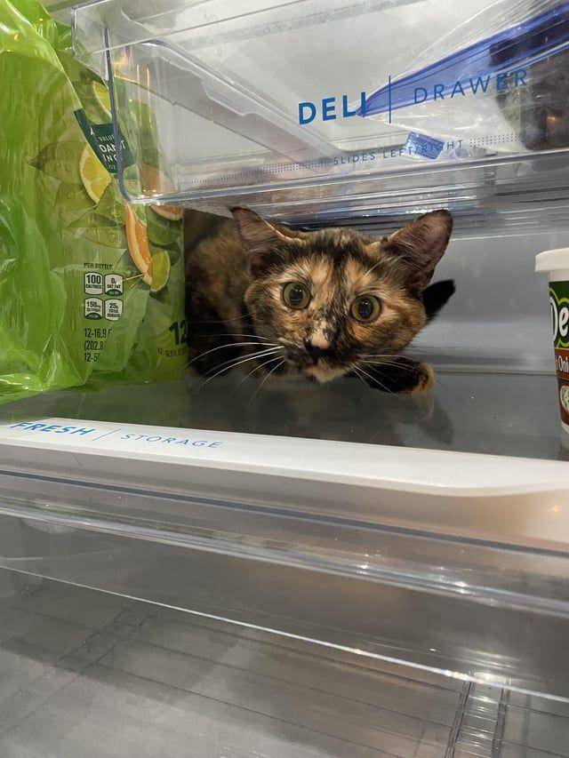 Foto kucing rebahan di tempat anti mainstream (reddit.com/user/thedrowningfishh)