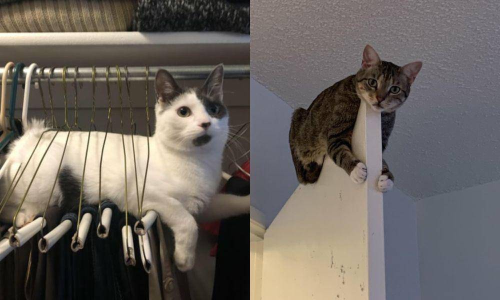 Foto kucing rebahan di tempat anti mainstream (reddit.com/user/ZZbrew | reddit.com/user/cardcatalogs)