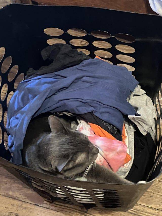 Foto kucing rebahan di tempat anti mainstream (reddit.com/user/Emm_045)