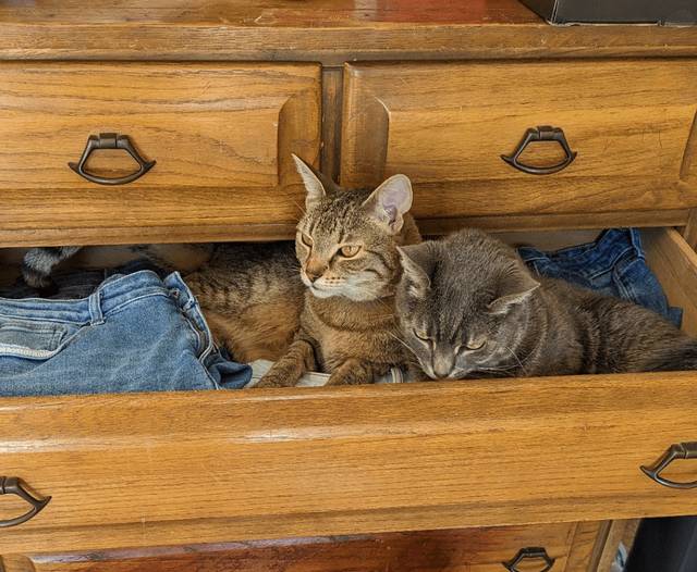 Foto kucing rebahan di tempat anti mainstream (reddit.com/user/jadenkayk)