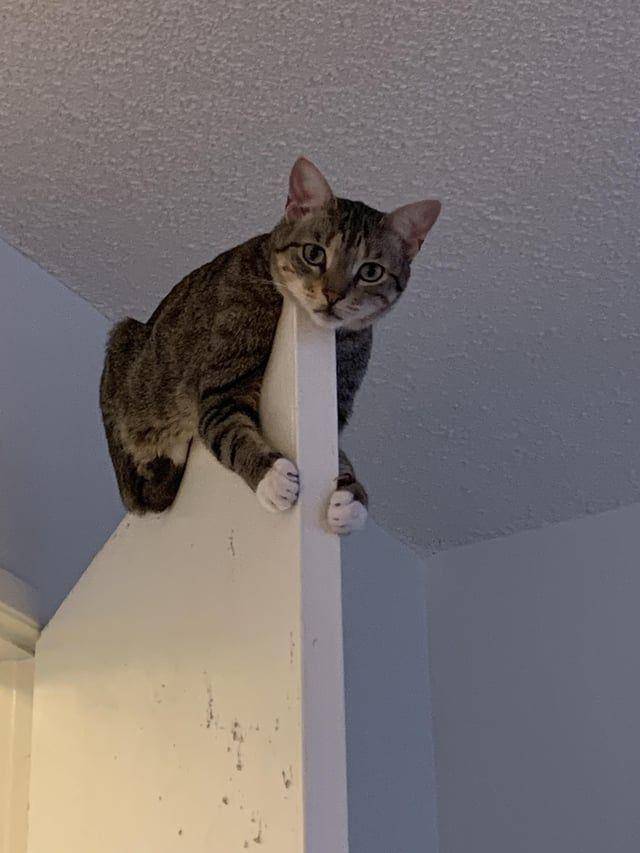 Foto kucing rebahan di tempat anti mainstream (reddit.com/user/cardcatalogs)