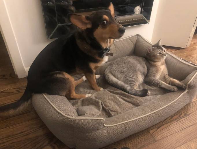 drama anjing dan kucing rebutan tempat tidur (reddit.com/devllen05)