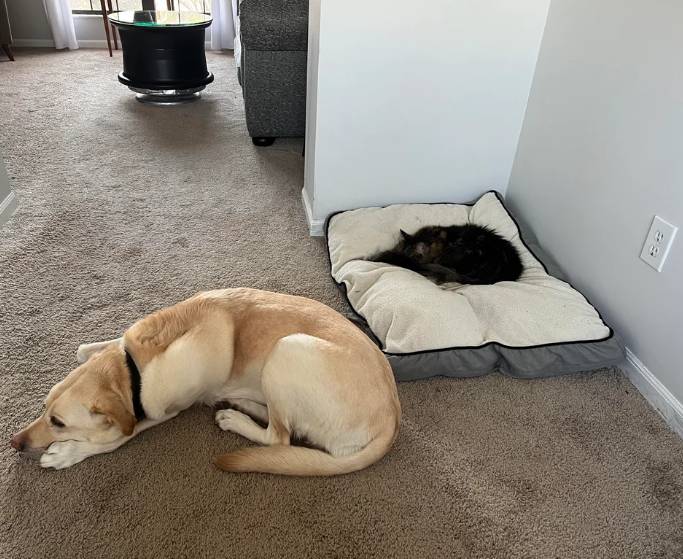 drama anjing dan kucing rebutan tempat tidur (reddit.com/JBPII)